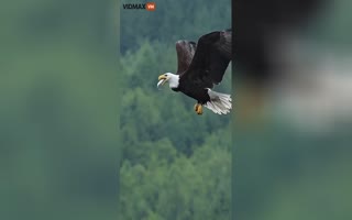 INCREDIBLE Video Catches a Bald Eagle Catching and Eating a Fish Whilst Flying Off