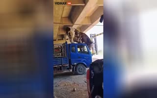 LOL! Farm Hand Stands Idly Bye Watching a Cow DESTROY Their Transport Vehicle