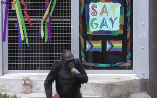 WTH? San Francisco Zoo Litters Gorilla Enclosure With Pride Crap