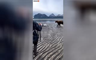 Wild Majesty Unleashed: Grizzly Bear Charges Towards Camera Amidst Majestic Mountains!