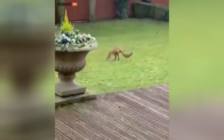 Unbelievable: Two-Legged Fox Stuns Wildlife Experts in Derbyshire, UK!