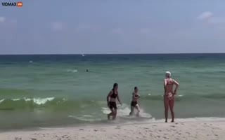 'Get Out Of the Water' Bikini clad Beachgoers Flee After a Massive Shark Spotted in the Water