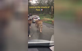 Real-Life Jumanji Chaos: Zoo Animals Run Loose on the Streets Amidst Protests