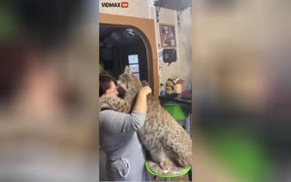 Russian Woman Adopts a Lynx as a House Cat, Gives Her Hugs, and Plays With Her