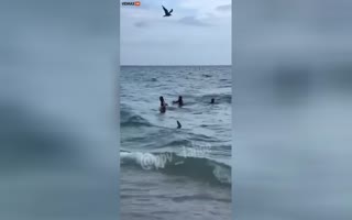Crazy Video Shows A Large Shark Swimming Around People In Shallow Waters In Miami