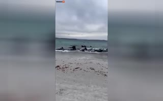 Poisoned? Tragic Mass Stranding: 51 Whales Found Dead on Cheynes Beach, Western Australia