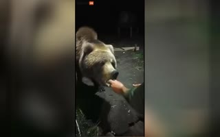 Russians Are Next Level Crazy! Guys HAND FEED A Big Ass Bear!
