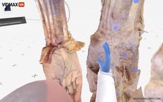 Mind-Blowing Tech: VR Dive into Hand Anatomy Reveals Intricate Muscles, Veins, and More in Real Time!