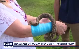 INSANITY: Hawk Drops 4 Foot Snake On Woman, Snake Attacks Woman Before Hawk Attacks The Snake, Turns Her Arm Into Ground Meat