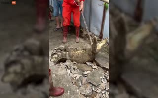 People Thought The Sidewalk Was Cracking, Turned Out To Be 3 Giant Crocodiles Breaking Through