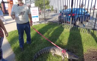 Man Is Not Allowed Into Phillies Game With His Emotional Support Alligator