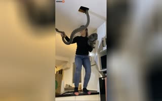 Lady Pulls 2 Pythons Fighting Above Her Kitchen Tiles Out Like A Boss