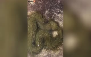 Creepy AF Furry Green Snake Discovered In Thailand