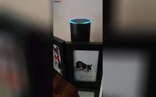 Alexa Admits There Was Massive Election Fraud In 2020, Amazon Freaks Out