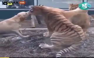 Watch As A Dog Seems To Break Up A Brawl Between A Lion And A Tiger