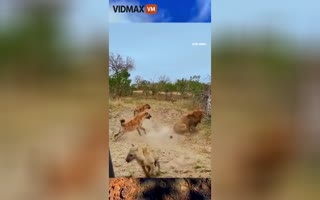Safaris Are Epic As They Are Brutal