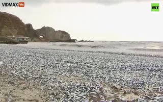 Thousands Of Tons Of Dead Fish Wash Up On The Shores Of Japan A Few Months After Releasing Radioactive Water From Fukushima