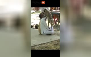 This Is Why You Never Mess With Monkeys