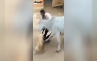 Man Abusing Dog Gets The Horns