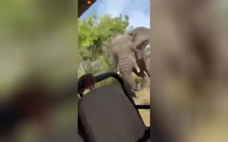 RAW VIDEO: American Tourist In Africa Is Killed By Elephant Which Attacked Her Safari Jeep
