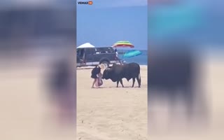 Woman Refuses To Back Off From Bull Trying To Mess With Her Stuff On The Beach And Pays The Price