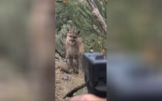 Man And His Handgun Comes Face To Face With A Mountain Lion