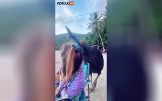 Watch As These Beachgoers Come Face To Face WIth The Most Dangerous Bird In The World